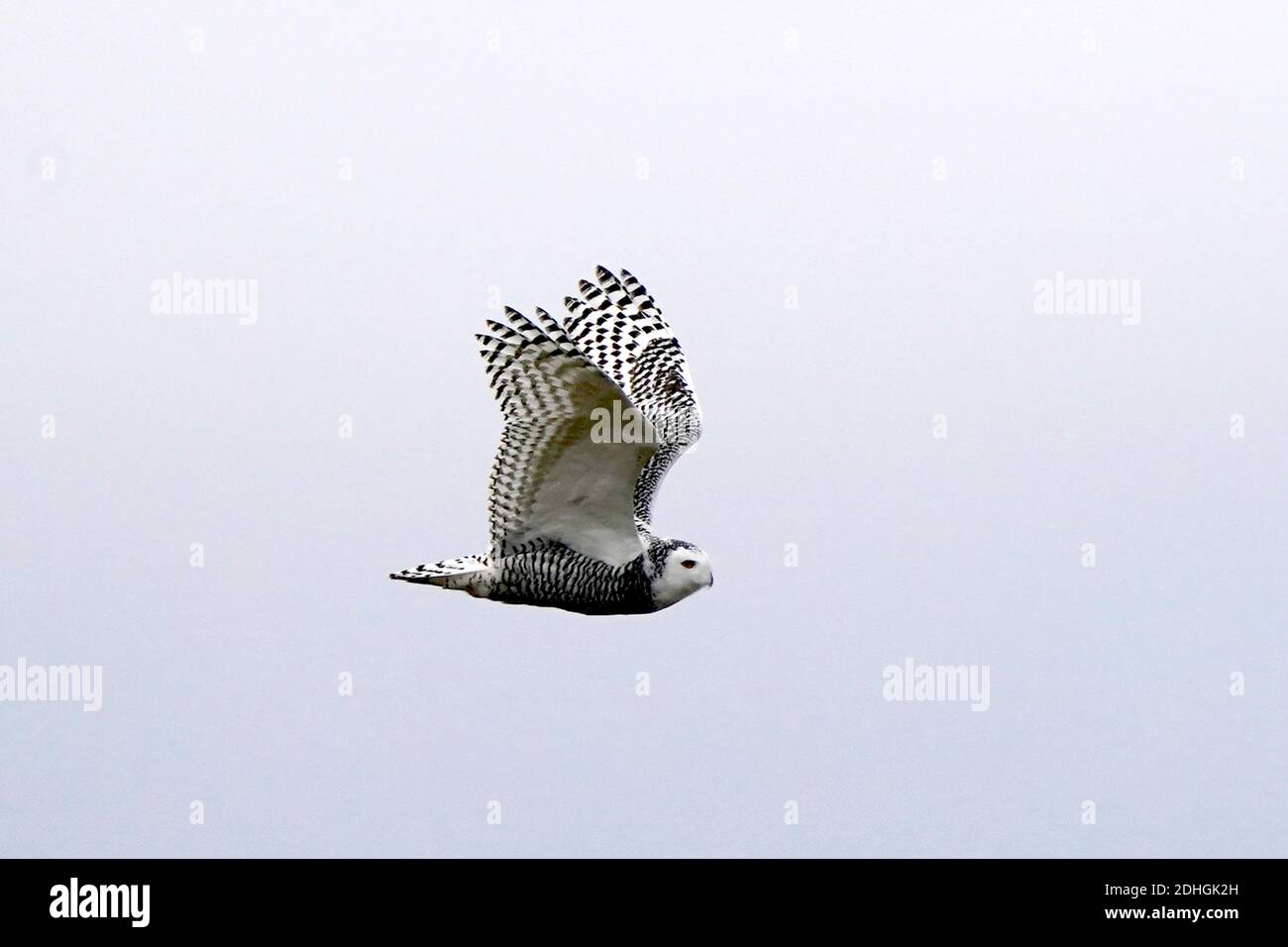 Civetta delle nevi nel selvaggio Foto Stock