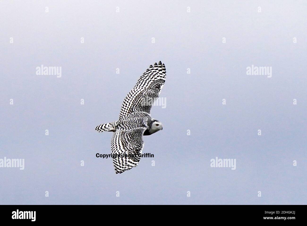 Civetta delle nevi nel selvaggio Foto Stock