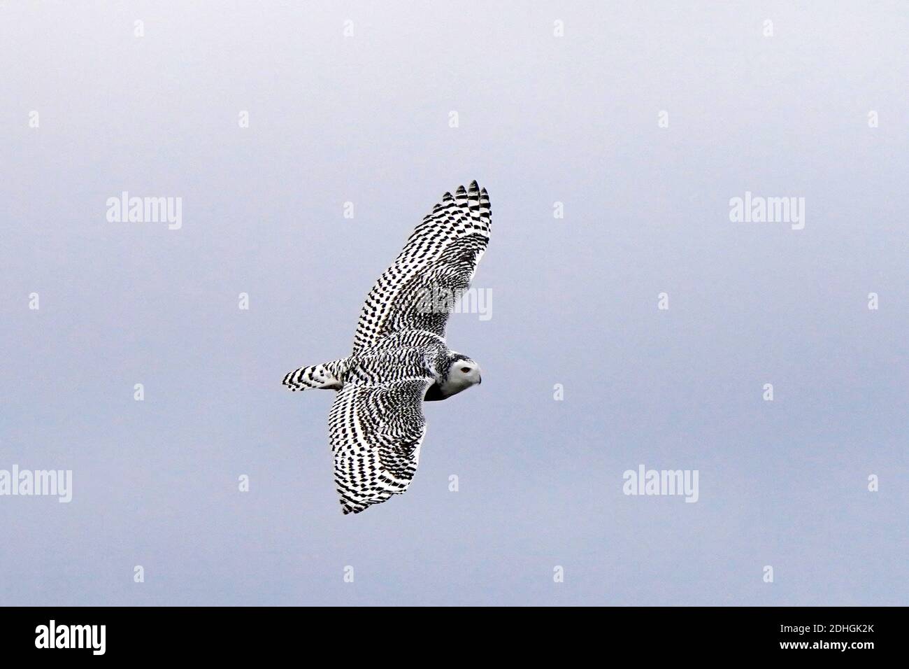 Civetta delle nevi nel selvaggio Foto Stock