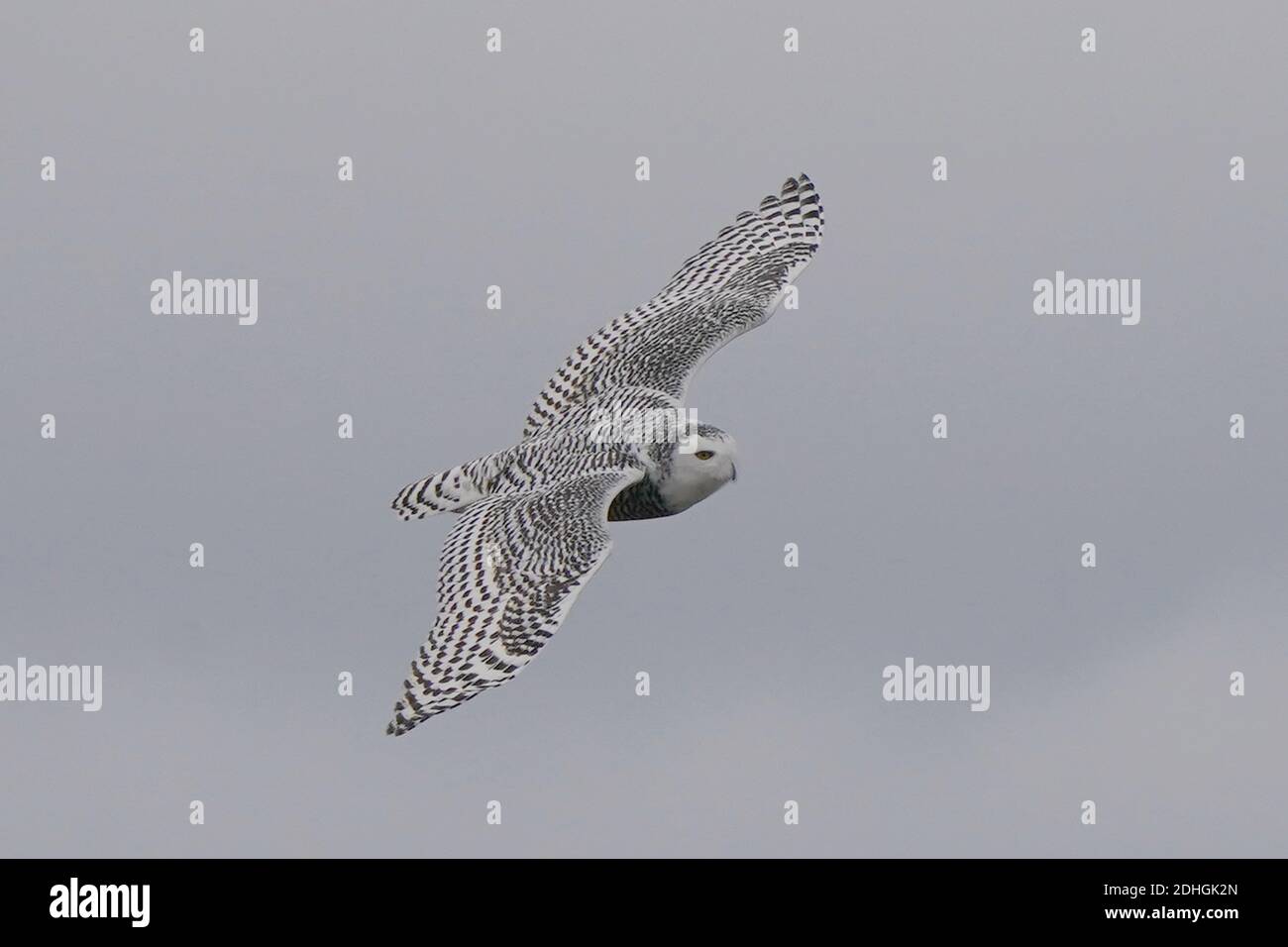 Civetta delle nevi nel selvaggio Foto Stock