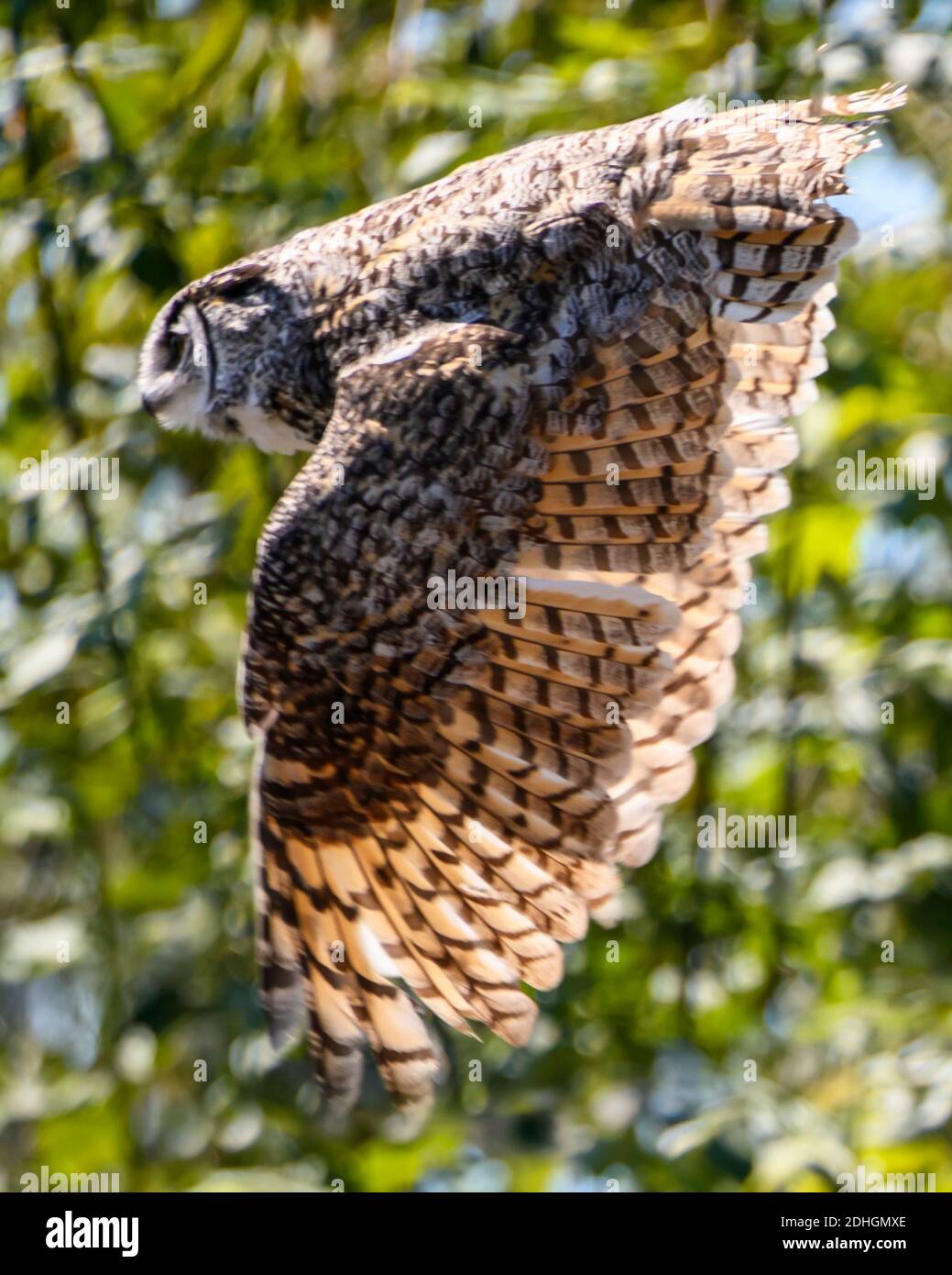 Bella gufo cornuto volare. Rami di albero verde sullo sfondo. Questo uccello grigio e giallo sta battendo le sue ali Foto Stock