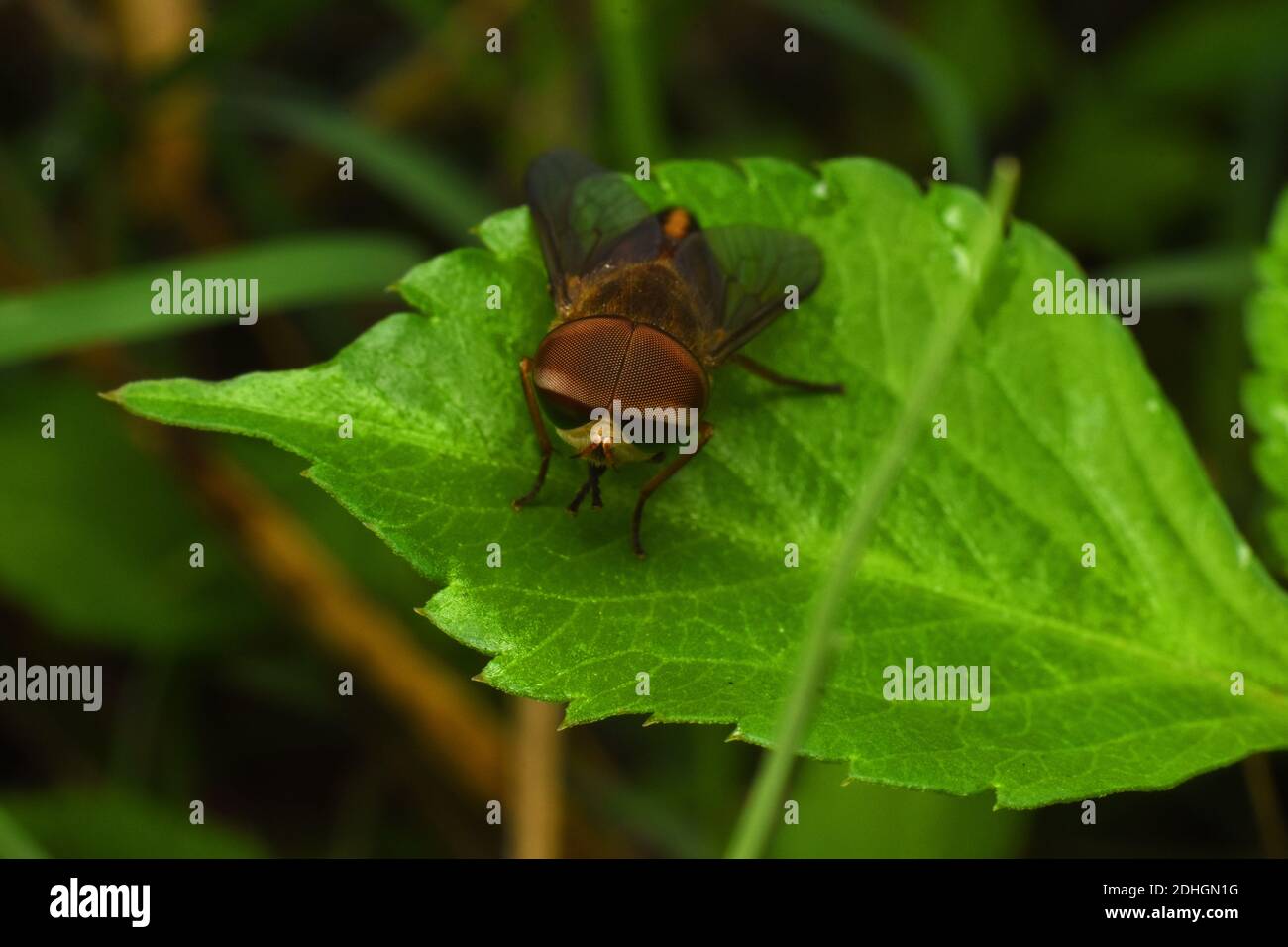 Poggia sulla foglia verde Foto Stock