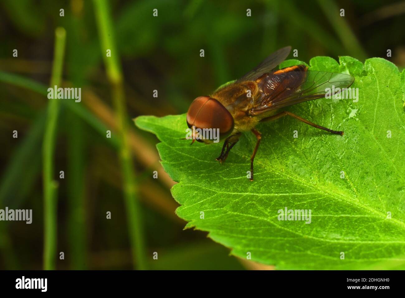 Primo piano foto dell'hoverfly appollaiato su foglia verde Foto Stock