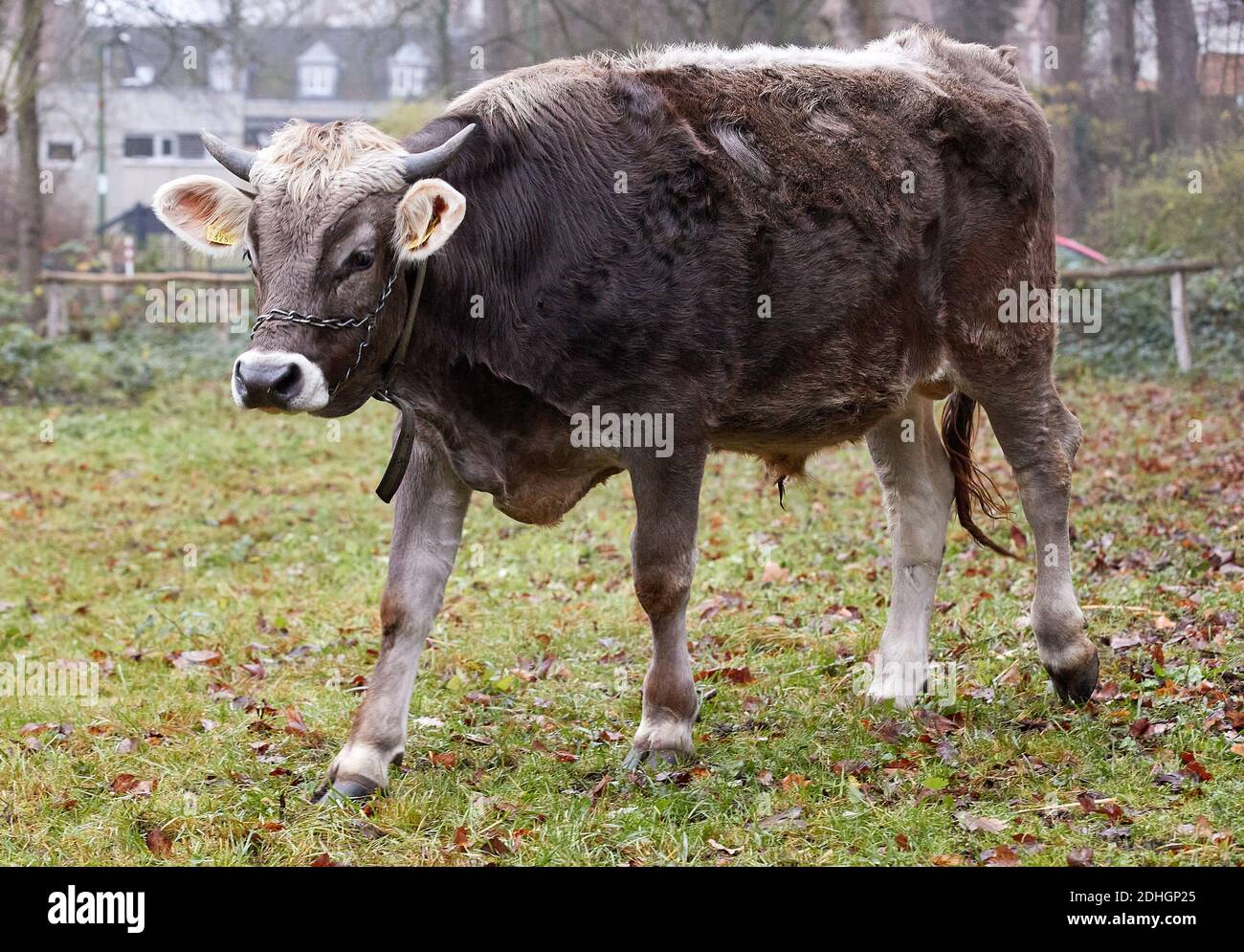 Amburgo, Germania. 10 dicembre 2020. Il bue Goofy si trova sul paddock nel villaggio museo Volksdorf. Il bue è stato allevato per un progetto scolastico e doveva essere abbattuto. Dopo proteste e attacchi nelle reti sociali, la macellazione è stata annullata. Credit: Georg Wendt/dpa/Alamy Live News Foto Stock