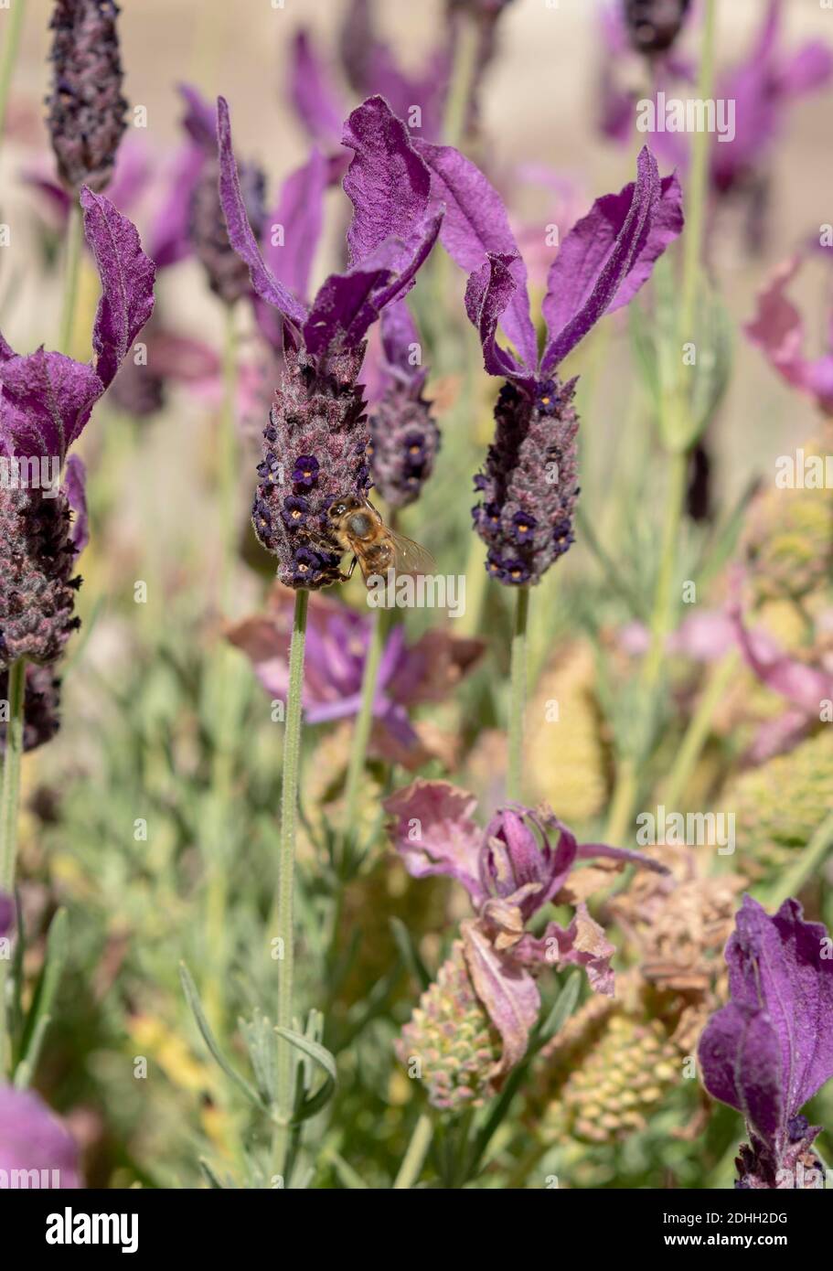 Lavanda in giardino, Foto Stock