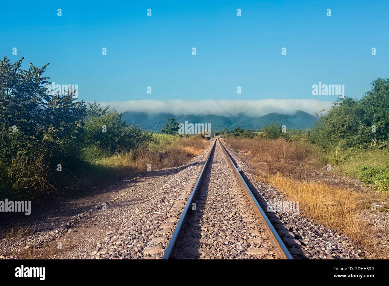 Treno tracce nella foresta pluviale, Tamasopo, Huasteca Potosina, San Luis Potosi, Messico Foto Stock