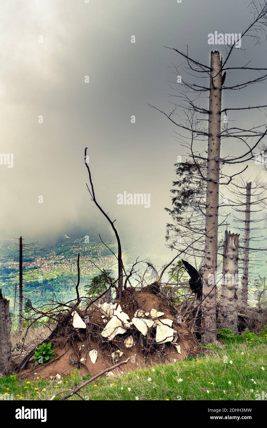 Danni causati dalla tempesta VAIA nel Parco Nazionale delle Dolomiti Bellunesi, alberi rotti e sradicati. Cielo tempestoso. Monte avena, Belluno, Italia Foto Stock
