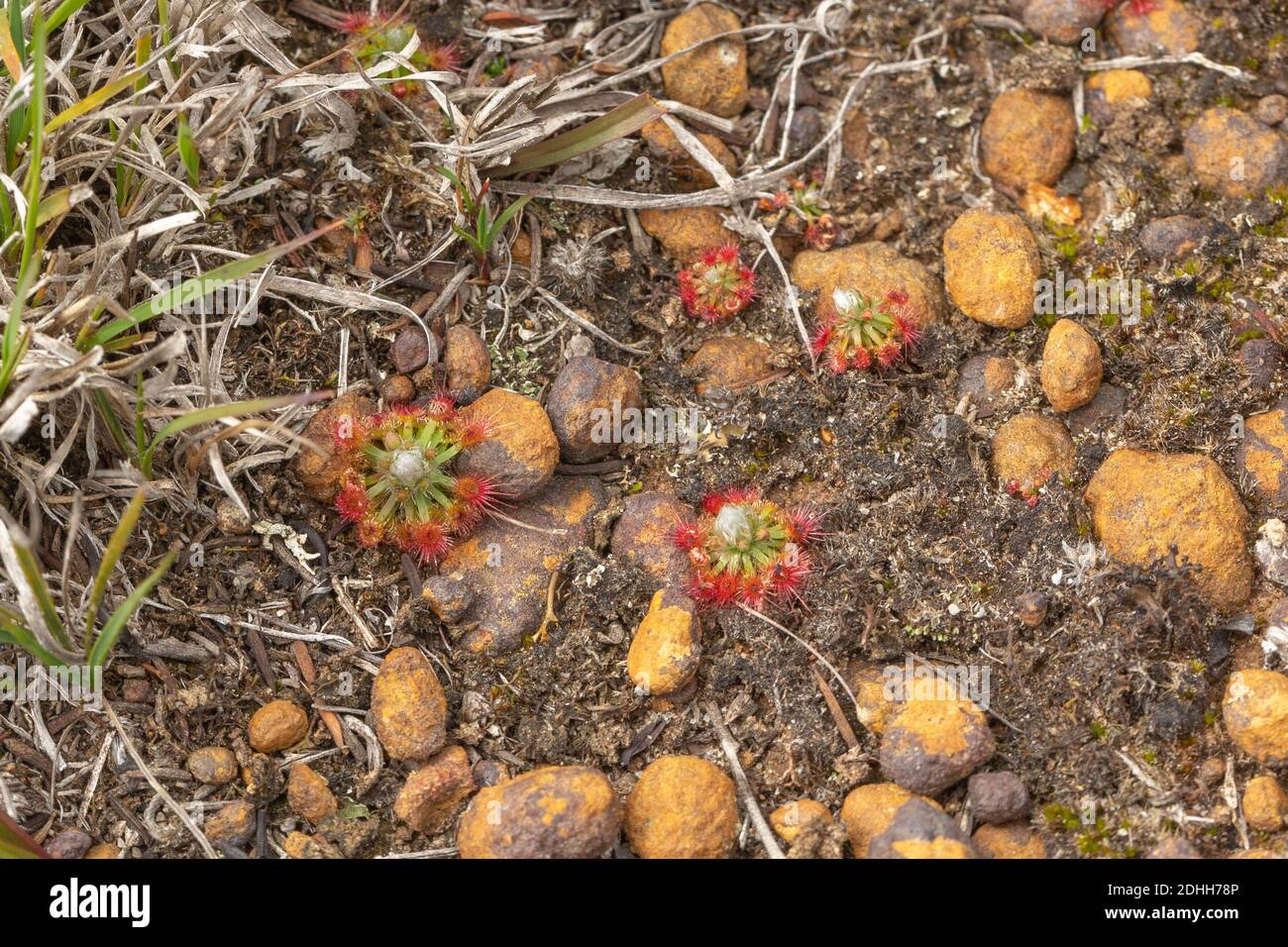 Rosette crescita pigmy Sundew Drosera leucoblasta ad ovest di Hopetoun, Australia occidentale, vista dal lato Foto Stock