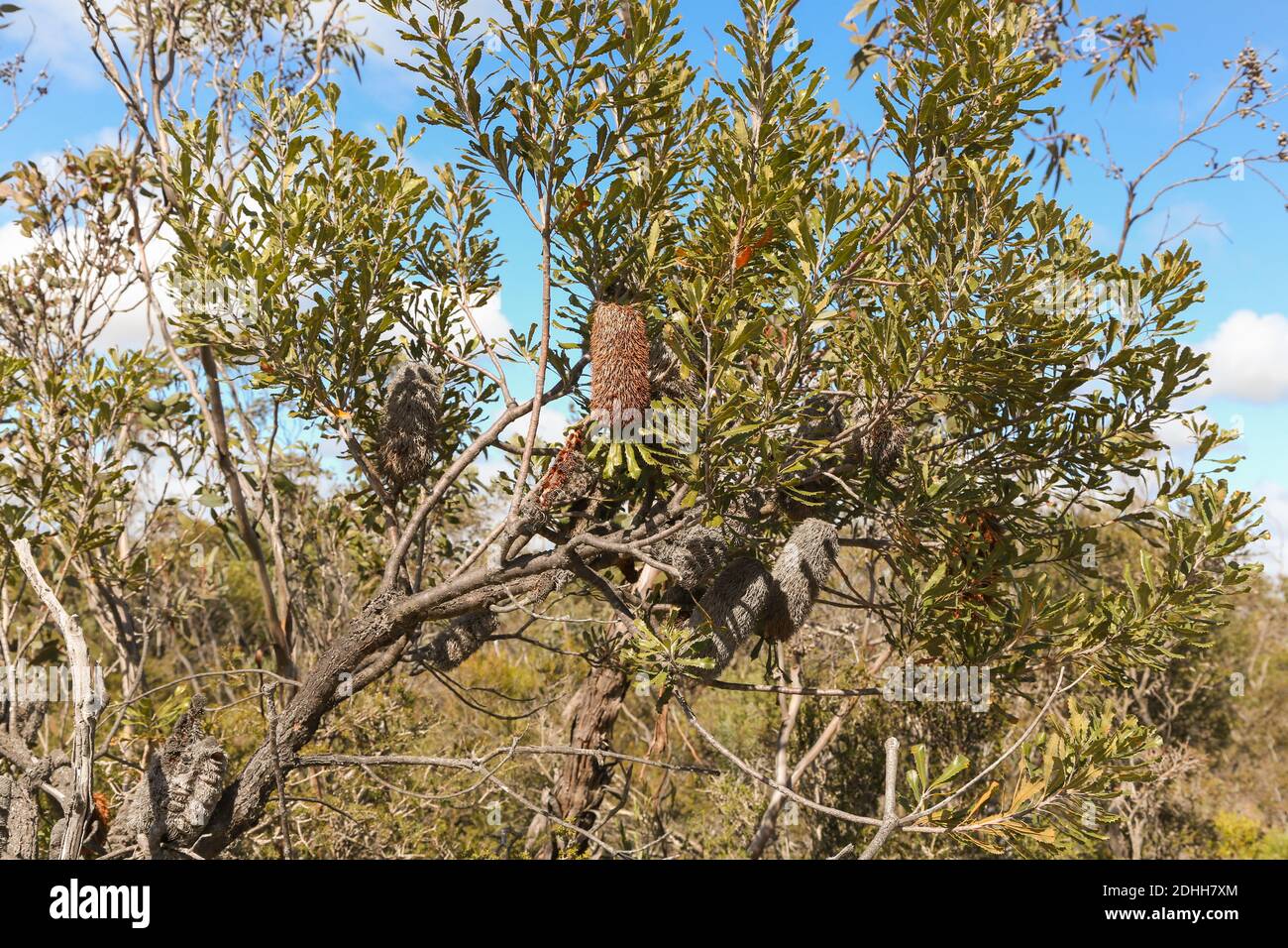 Banksia sp. Sulla Jerdacutup Road ad est di Hopetoun, Australia Occidentale Foto Stock