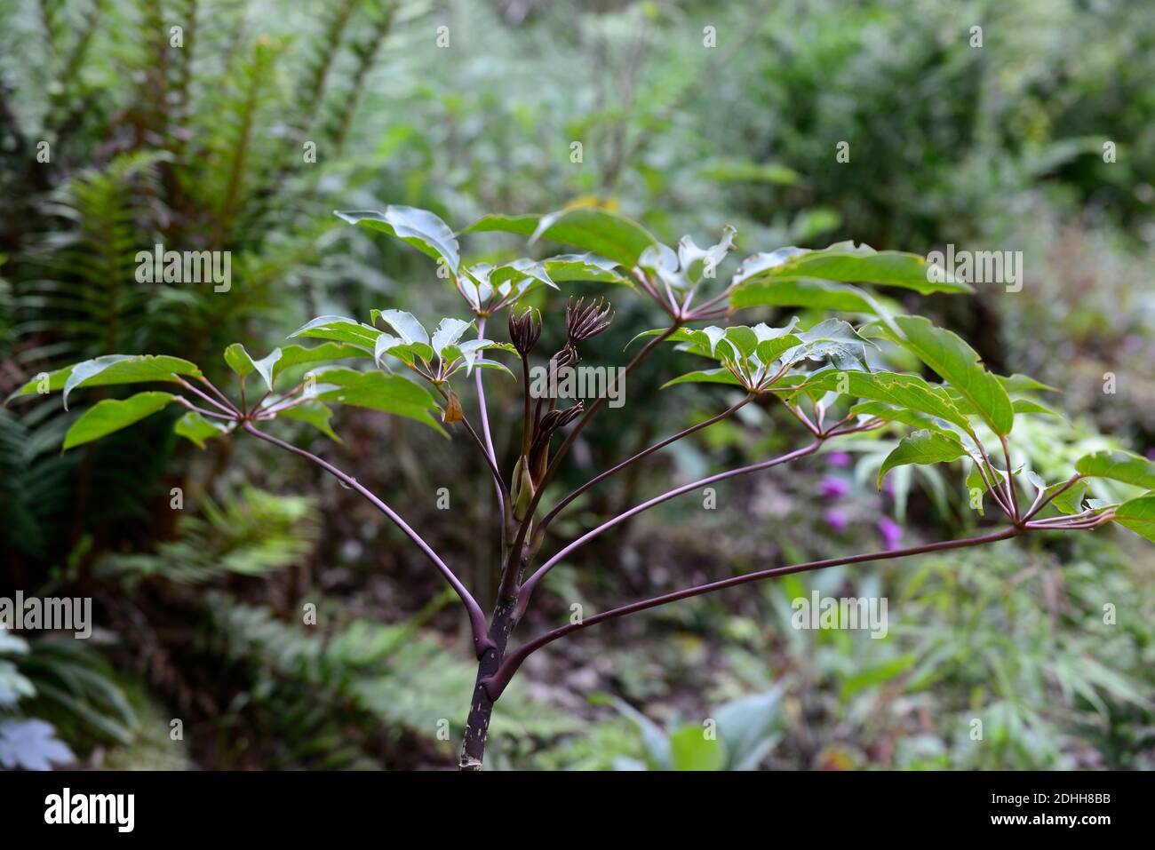 Schefflera,nuova crescita scura,verde,foglie,fogliame,tropicale,esotico,pianta,nuova crescita,verde fogliame grigio,verdi foglie grigie,sempreverde fogliame,RM Floral Foto Stock