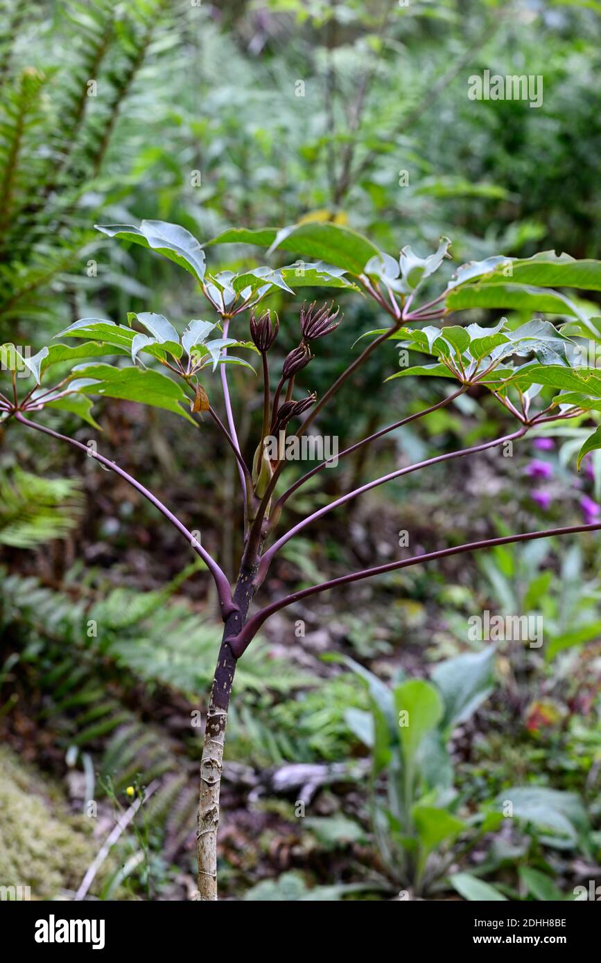 Schefflera,nuova crescita scura,verde,foglie,fogliame,tropicale,esotico,pianta,nuova crescita,verde fogliame grigio,verdi foglie grigie,sempreverde fogliame,RM Floral Foto Stock