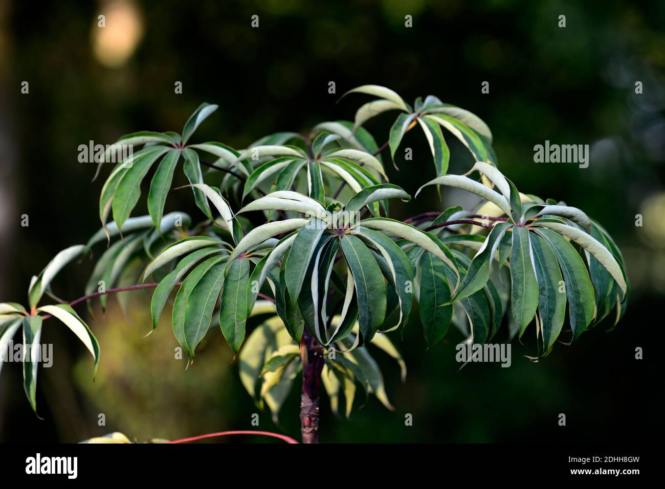 Schefflera shweliensis NJM 13 130,verde,foglie,fogliame,tropicale,esotico,pianta,nuova crescita,verde argento fogliame grigio,verde grigio foglie d'argento, sempreverde f Foto Stock