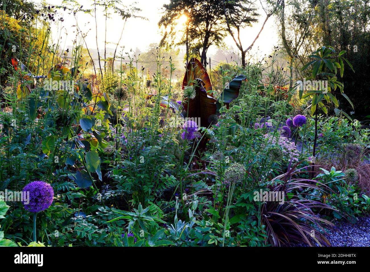 allium purple sensation,Allium Globemaster,Ensete tricosum Maureli,violacei,banana etiope nera,astrantia bo ann,mix,misto,ornamentale oni Foto Stock