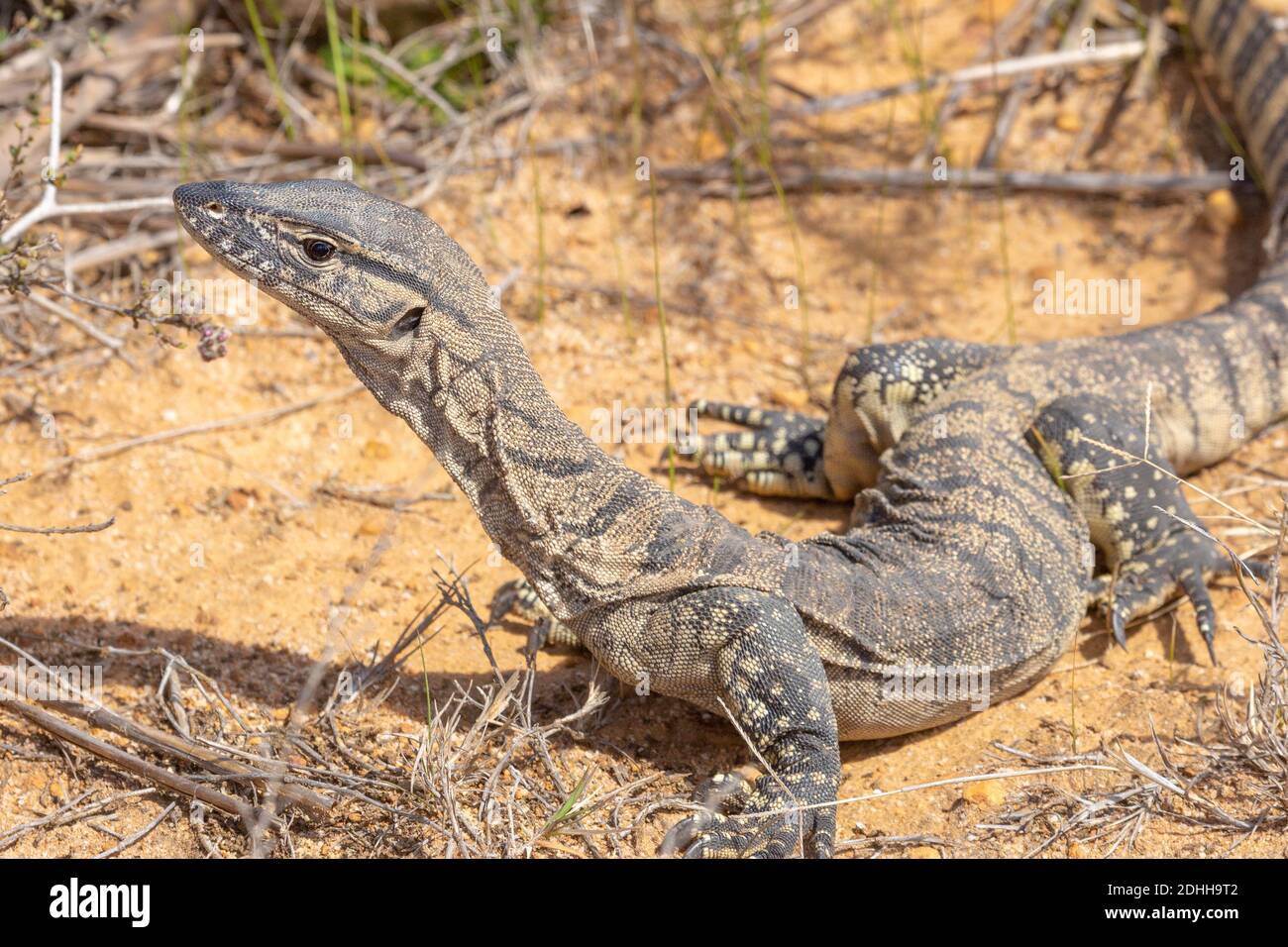 Monitor Rosenbergs (Varanus rosenbergi) Vista ad ovest di Ravensthorpe nell'Australia occidentale Foto Stock