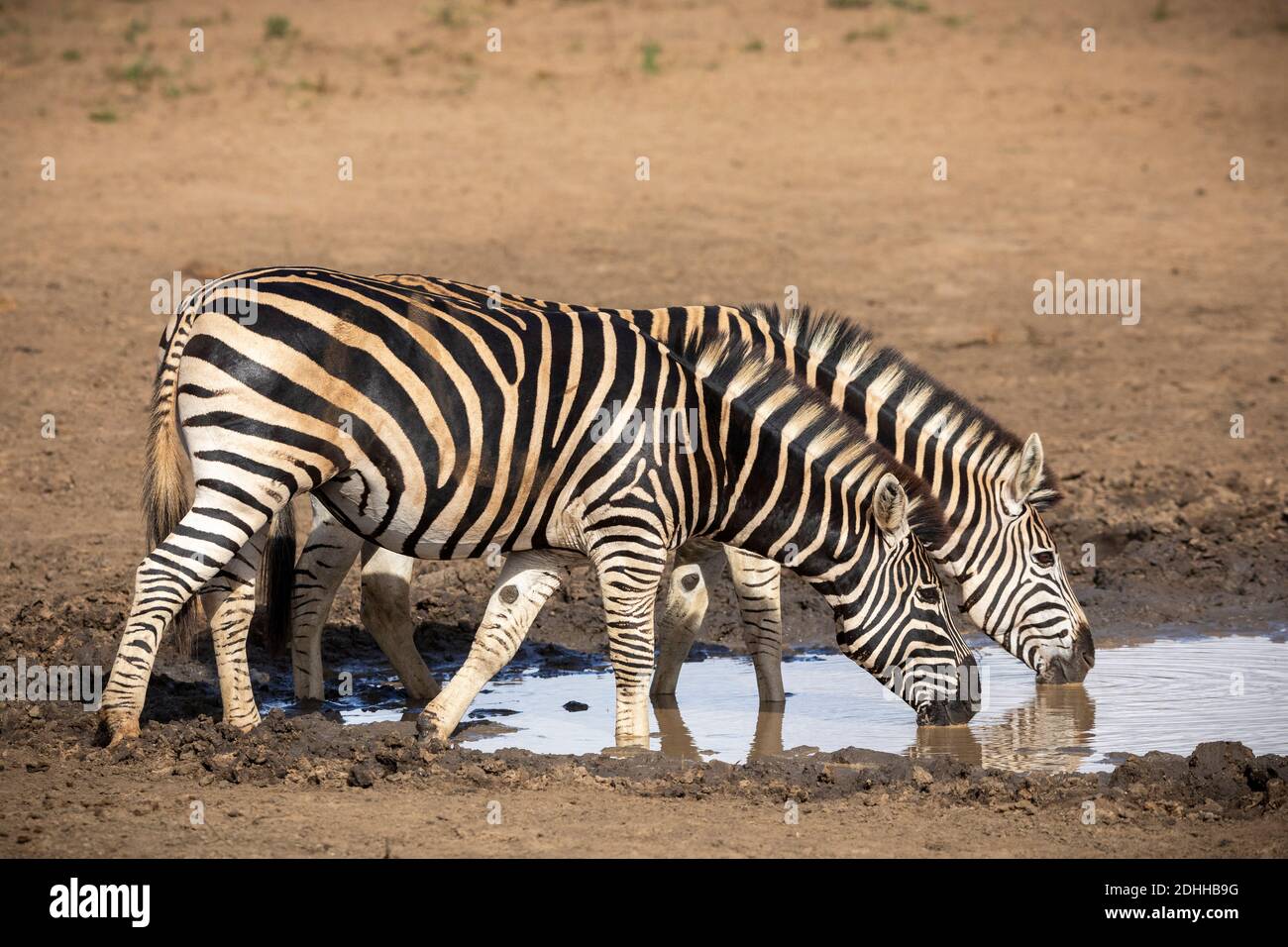 Due zebre adulte che si erigano sul bordo di una buca d'acqua Acqua potabile nel Parco Kruger in Sud Africa Foto Stock