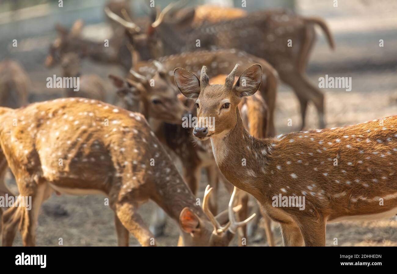 Allevamento di cervi Axis noto anche come cervi macchiati o Chital Cervi nella riserva naturale indiana Foto Stock