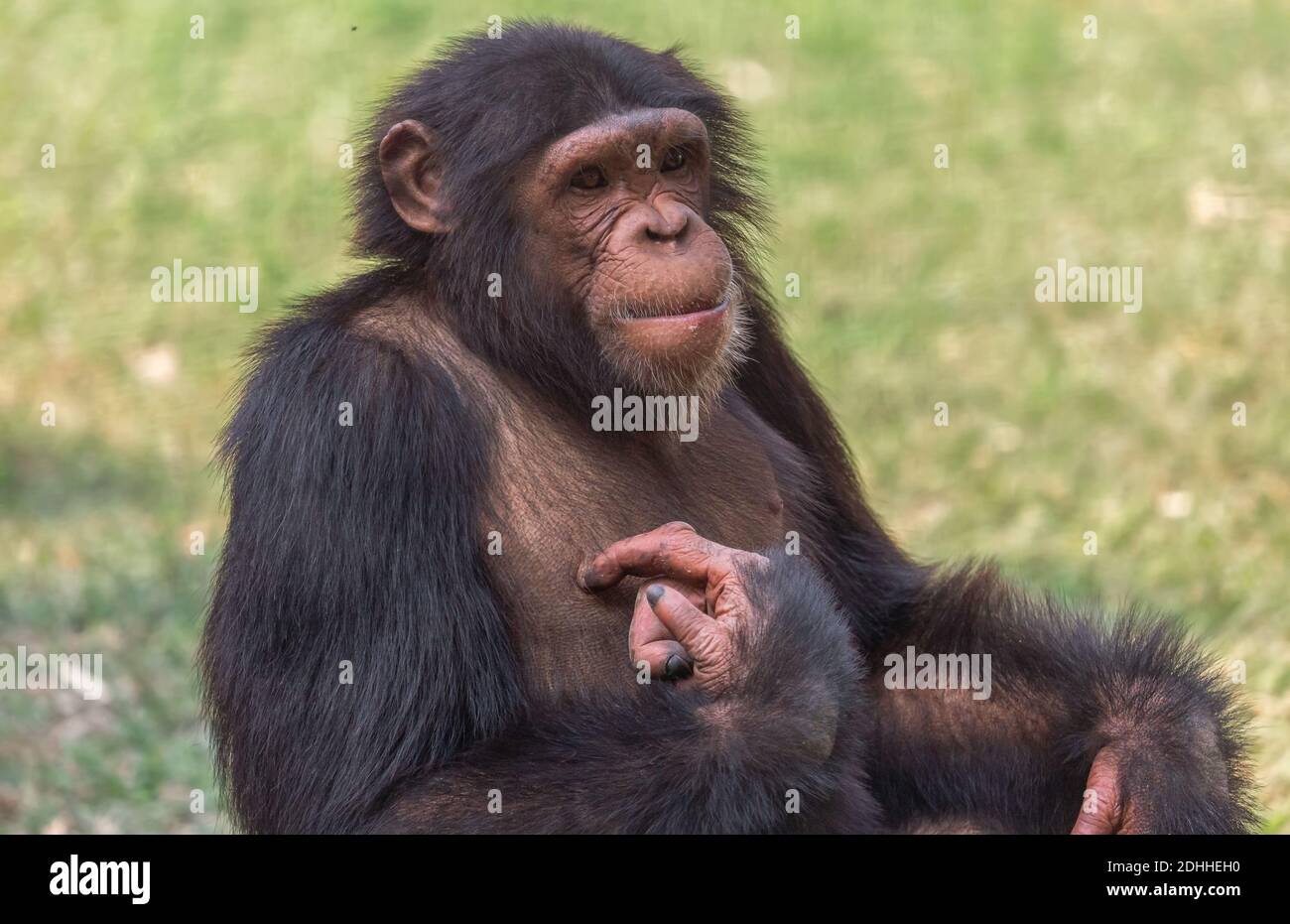 Scimpanzé ape in primo piano ritratto vista scatto a uno Santuario degli animali indiani Foto Stock