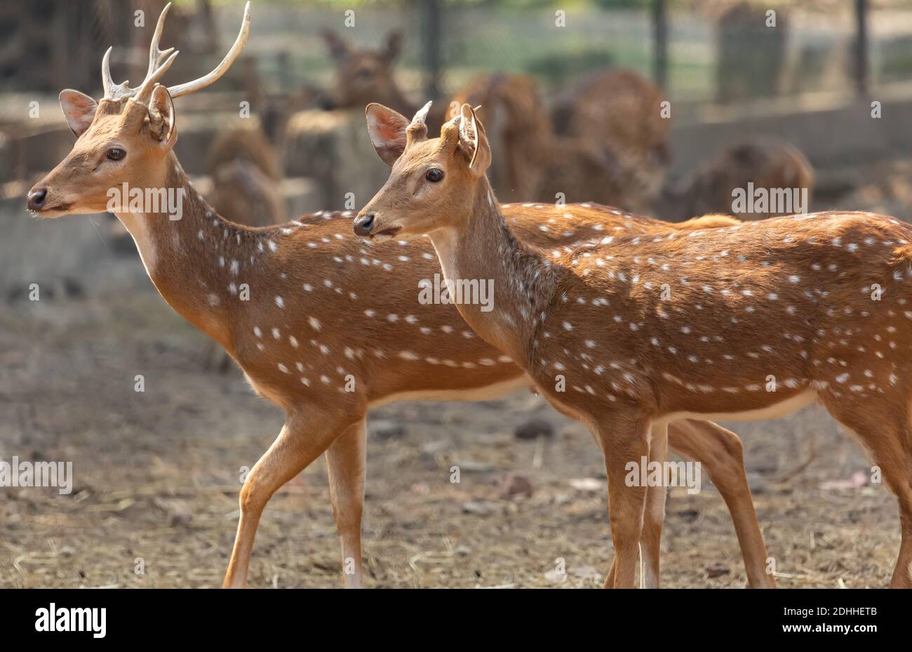 Allevamento di cervi Axis noto anche come cervi macchiati o Chital Cervi nella riserva naturale indiana Foto Stock