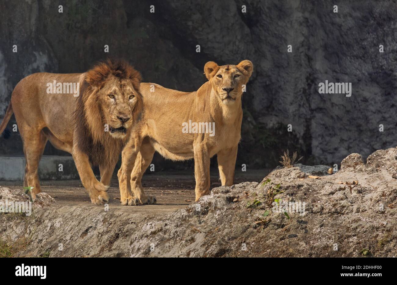 Leonessa africana grandi gatti in recinto aperto presso la fauna indiana prenota Foto Stock