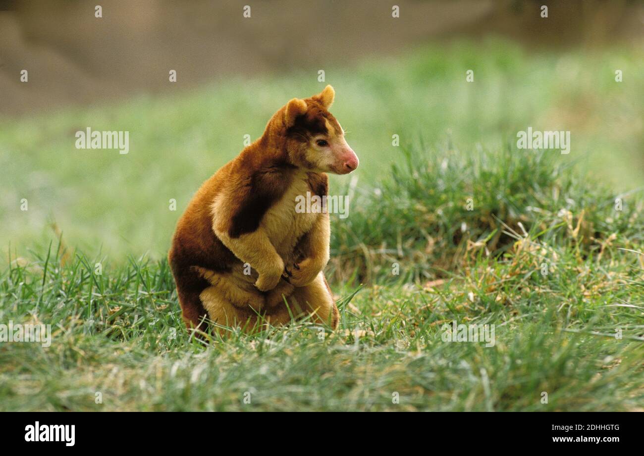 Matchie's Tree Kangaroo, dendrolagus matschiei, Adulti in piedi su Grass Foto Stock