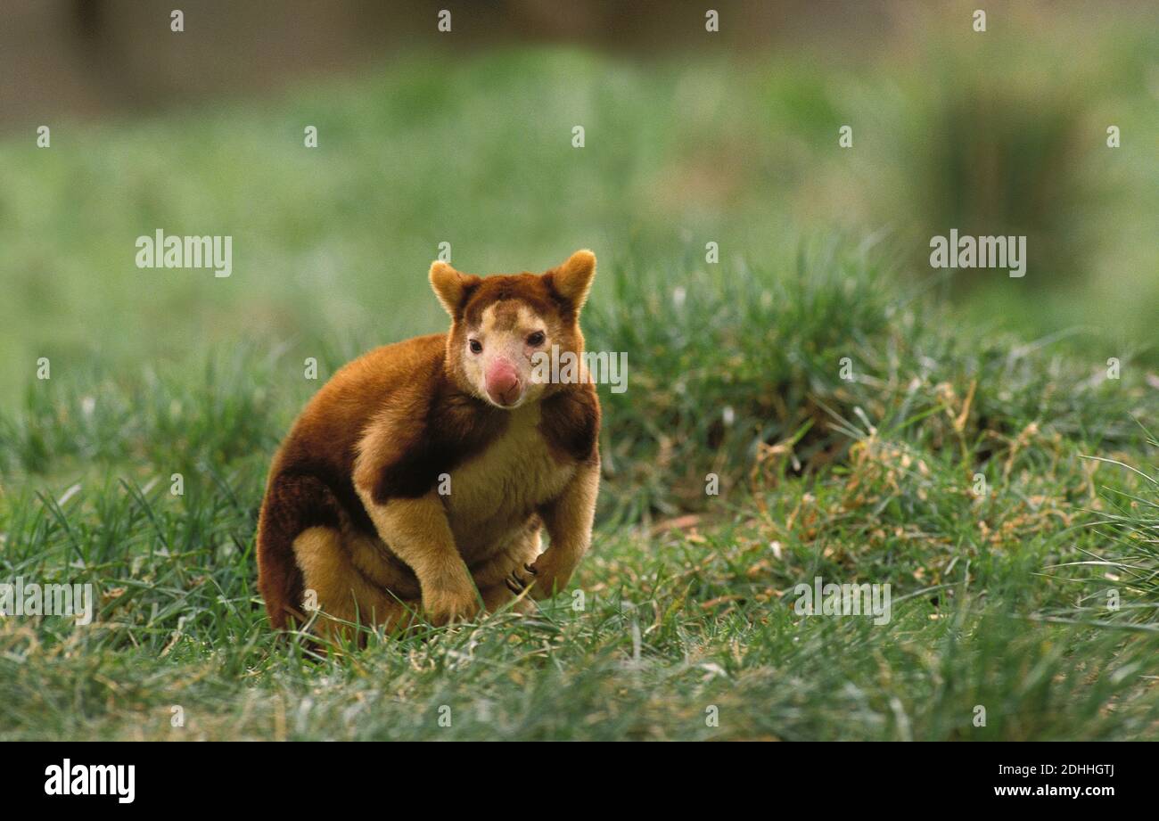Matchie's Tree Kangaroo, dendrolagus matschiei, Adulti in piedi su Grass Foto Stock