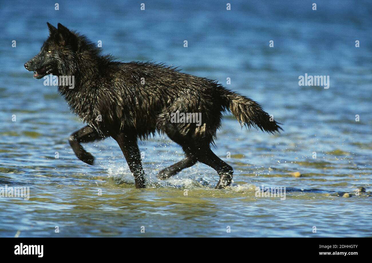 Mackenzie Valley Wolf, Canis lupus mackenzi, Adult Crossing Water, Canada Foto Stock