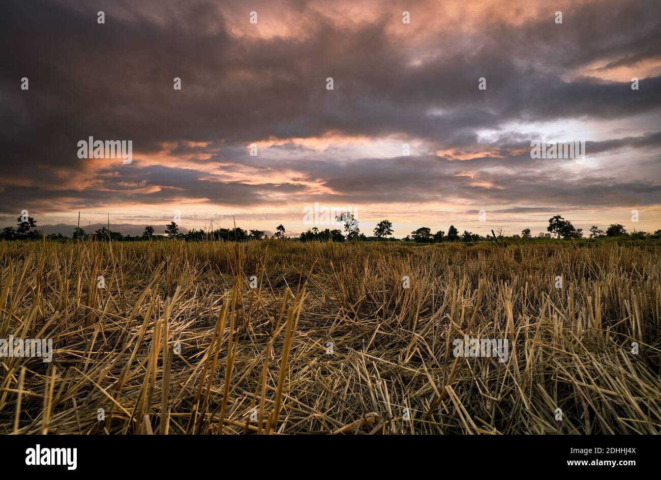 Fattoria di riso. Stoppie sul campo dopo la mietitura. Paglia di riso essiccata in fattoria. Paesaggio di fattoria di riso con cielo tramonto scuro e dorato. Bellezza in natura. Rurale. Foto Stock
