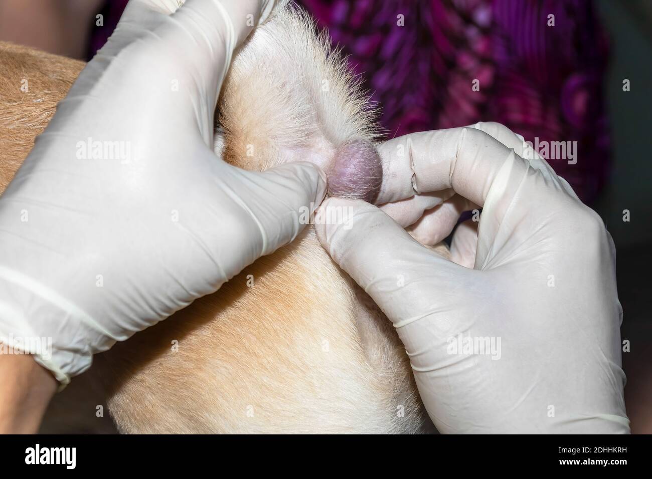 Un veterinario che esamina un tumore sotto la coda di un cucciolo di Labrador Foto Stock