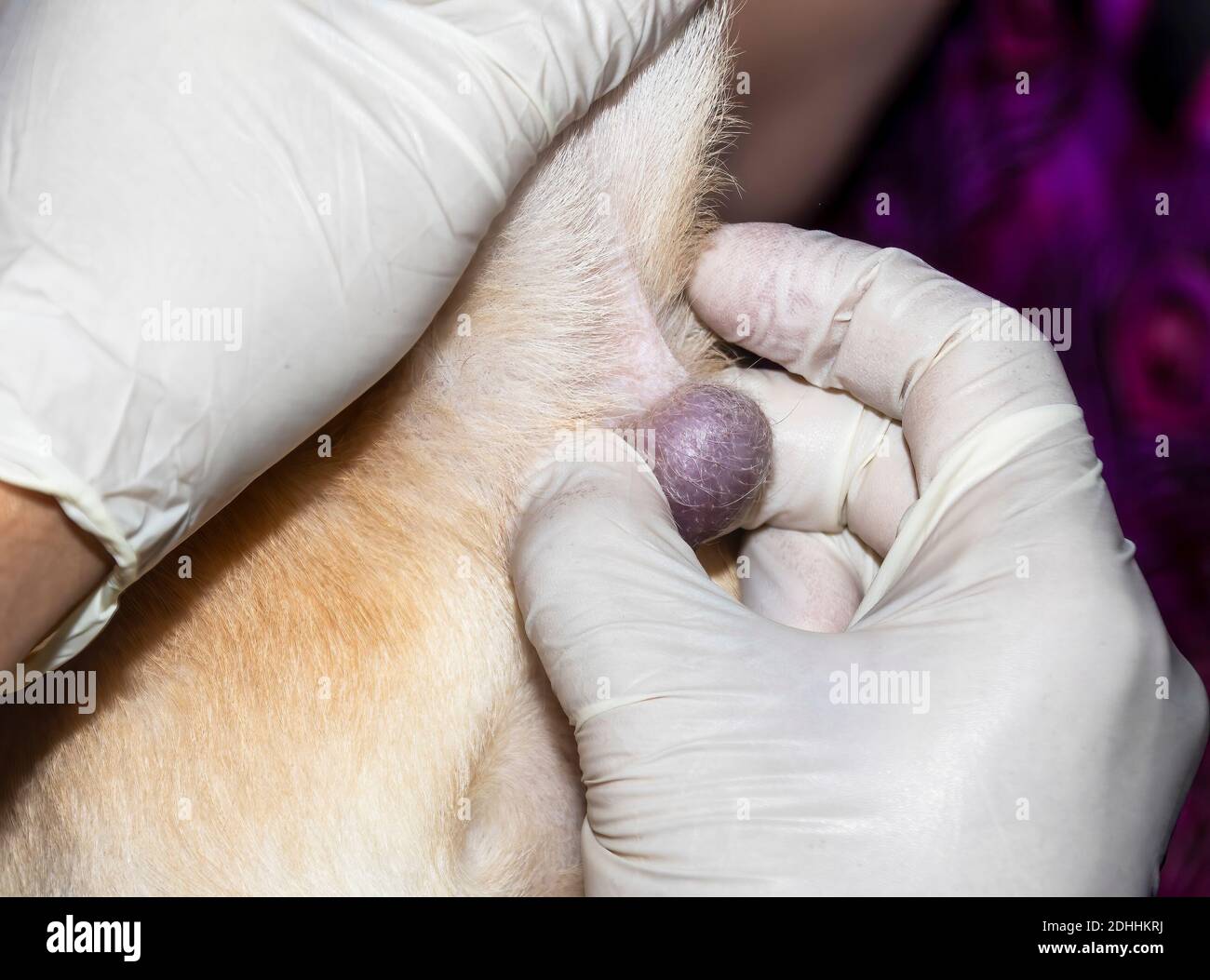 Un veterinario che esamina un tumore sotto la coda di un cucciolo di Labrador Foto Stock