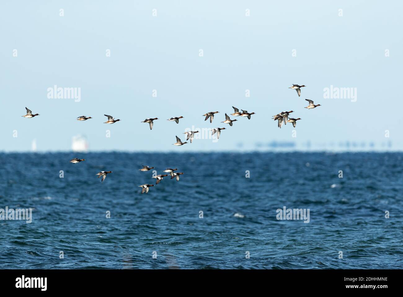 La migrazione di Wigeon probabyl eurasiatico porta l'influenza aviaria Foto Stock