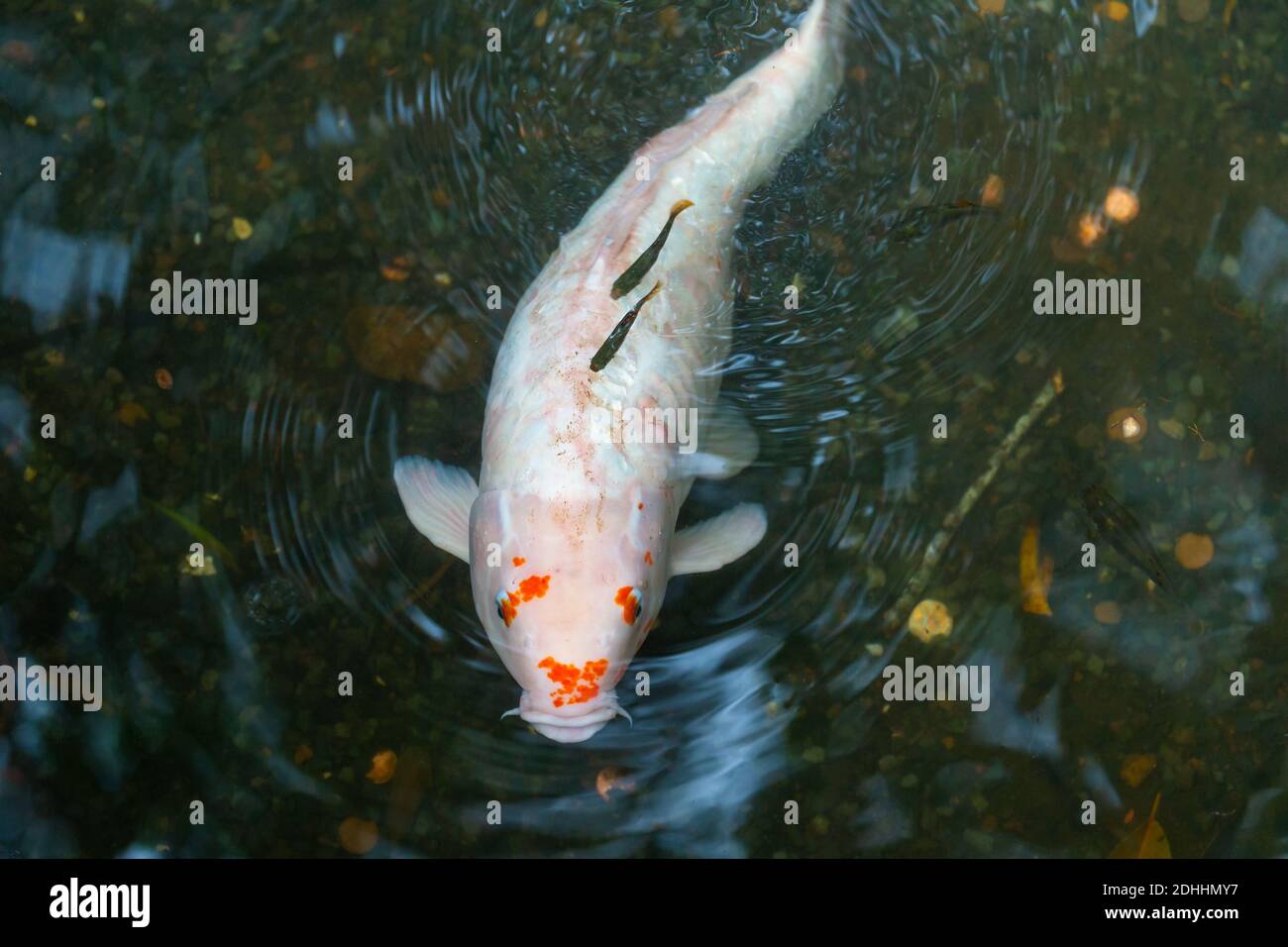 Pesci carpa che nuotano vicino alla superficie dell'acqua dello stagno esterno Foto Stock