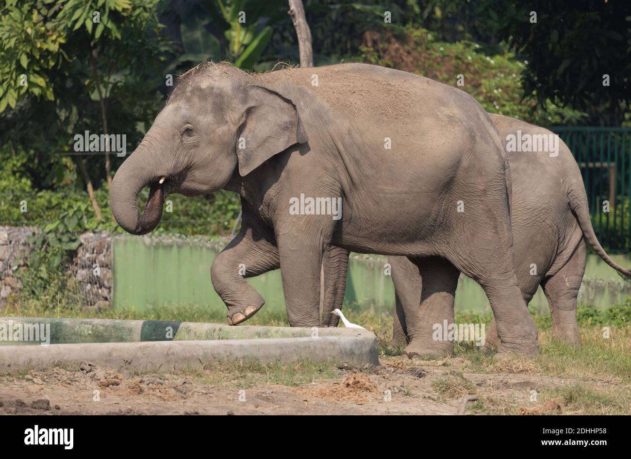 Elefanti selvatici indiani in recinto aperto presso il santuario della fauna selvatica Foto Stock