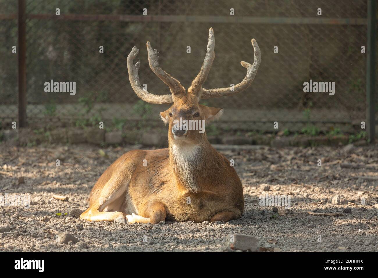 India cervi di porci seduti nel fango al santuario animale della fauna selvatica A Kolkata Foto Stock