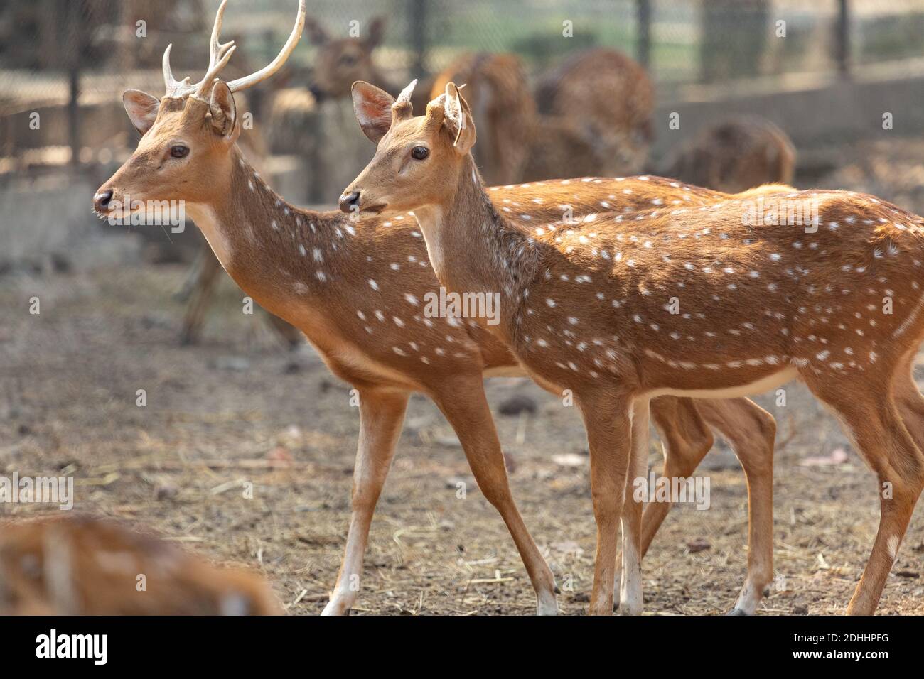 Allevamento di cervi Axis noto anche come cervi macchiati o Chital Cervi nella riserva naturale indiana Foto Stock