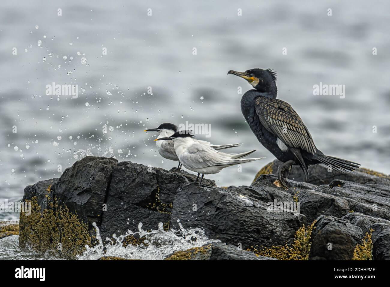 Gruppo di uccelli marini arroccati su rocce nel Mare del Nord, Northumberland. Foto Stock