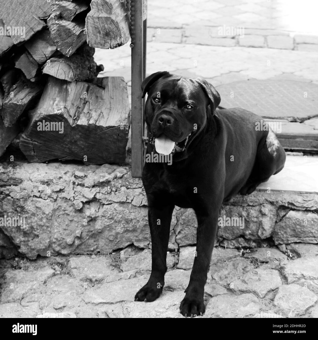 Cane nero di cane corso.. foto in bianco e nero Foto Stock