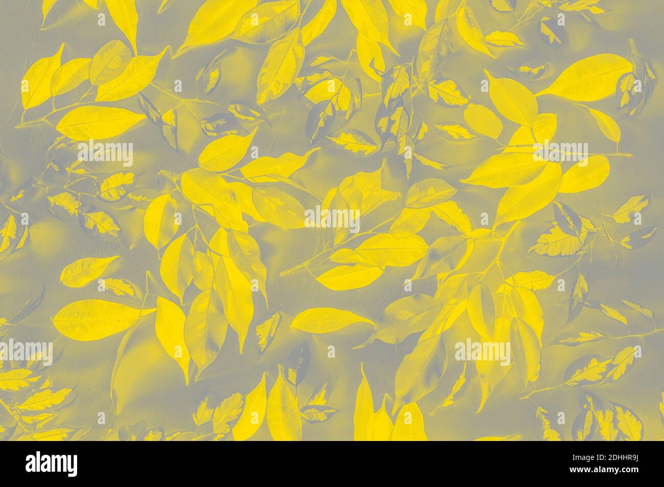 Primo piano di Benjamin ficus foglie tinte nei colori Dell'anno 2021 secondo la versione di Pantone di illuminazione giallo e finale Foto Stock