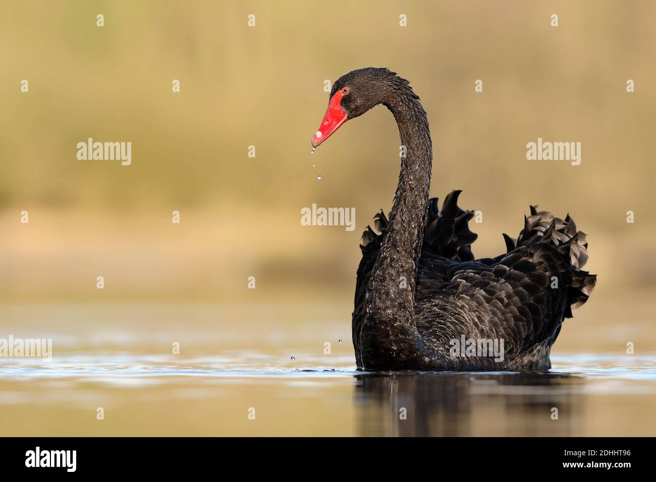 Trauerschwan schwimmt im Wasser, (Cygnus atratus), Foto Stock