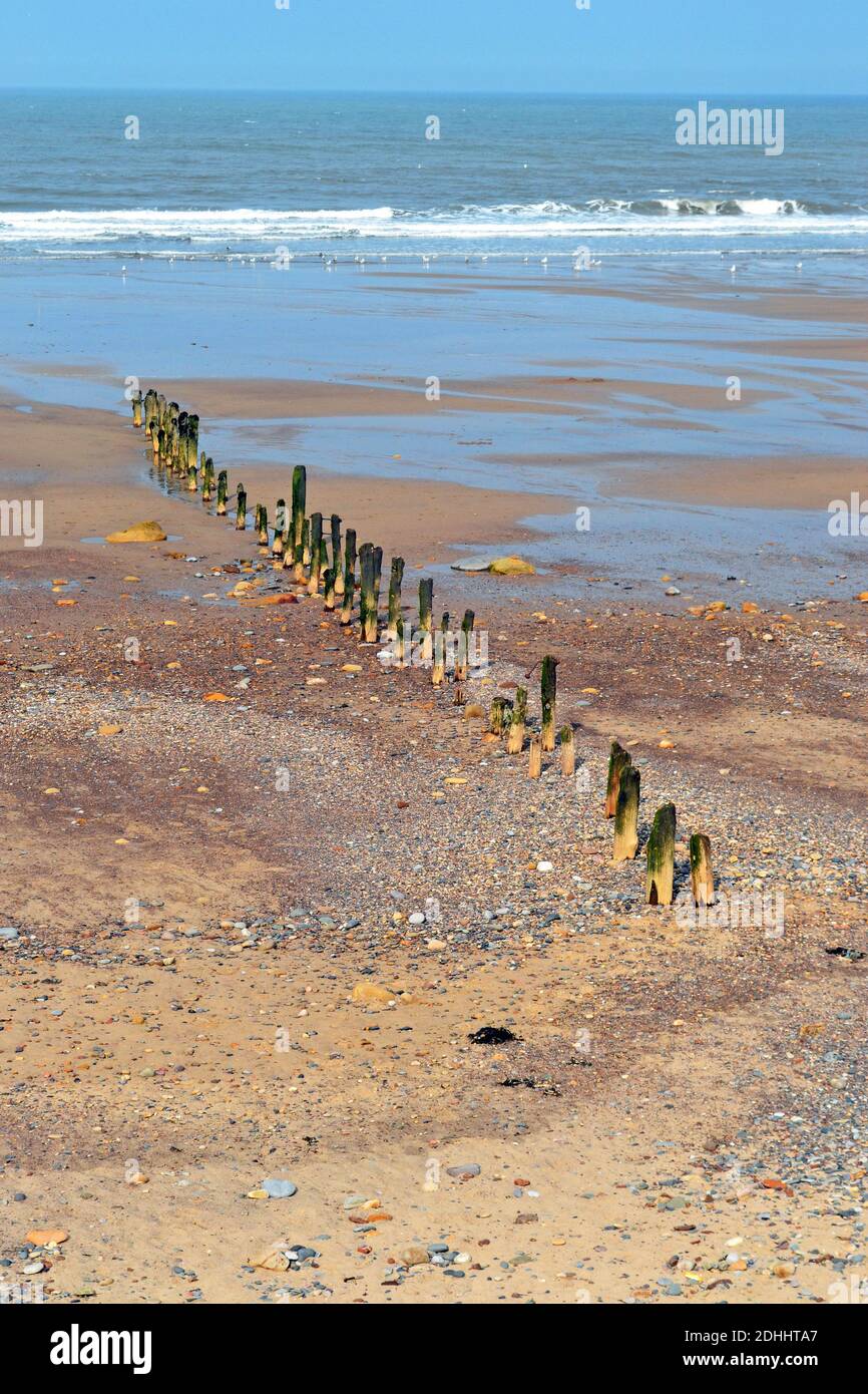 Pali nella sabbia - resti di wave breakers a Sandsend Beach, Whitby, Yorkshire, Regno Unito Foto Stock