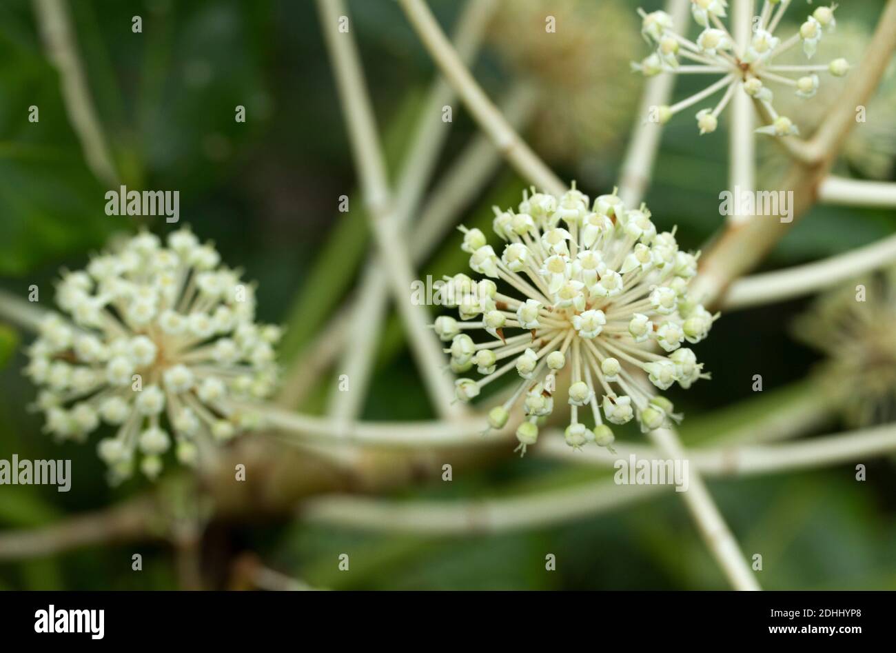Il Fatsia è un arbusto sempreverde popolare tra i giardinieri per i suoi spettacolari fiori a forma di cumello invernale. Sono originari del Giappone, della Corea e di Taiwan Foto Stock