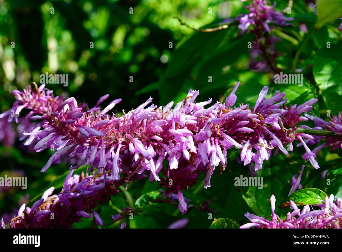 Spagna, Isole Canarie, Tenerife, Odontonema callistachium aka Purple Firespike Foto Stock