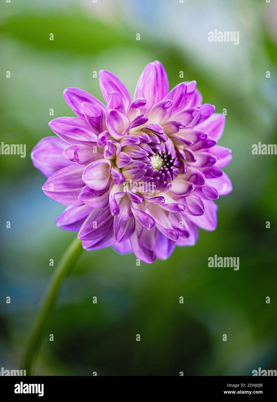 Dahlia, fiore singolo 'Pom Pom Pom' di colore viola che cresce all'aperto. Foto Stock
