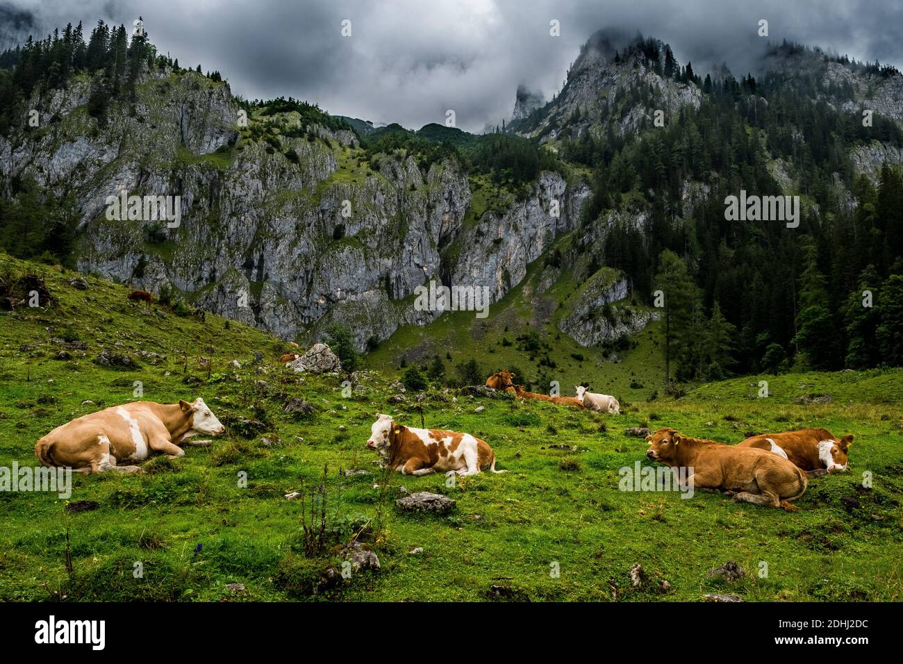 Mandria di mucche nel Parco Nazionale Gesaeuse nel Ennstaler Alpi in Austria Foto Stock