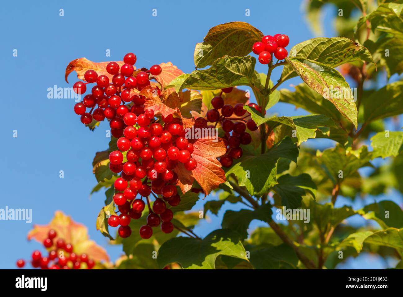 Albero viburnum con bacche rosse e foglie verdi sullo sfondo blu del cielo. Tema autunno. Foto Stock