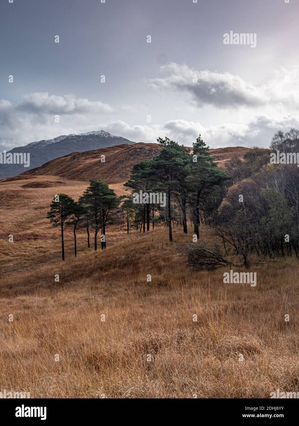 Paesaggio autunnale vicino a Drynie Hill sul lato del A861 strada vicino Strontian Scotland UK Foto Stock