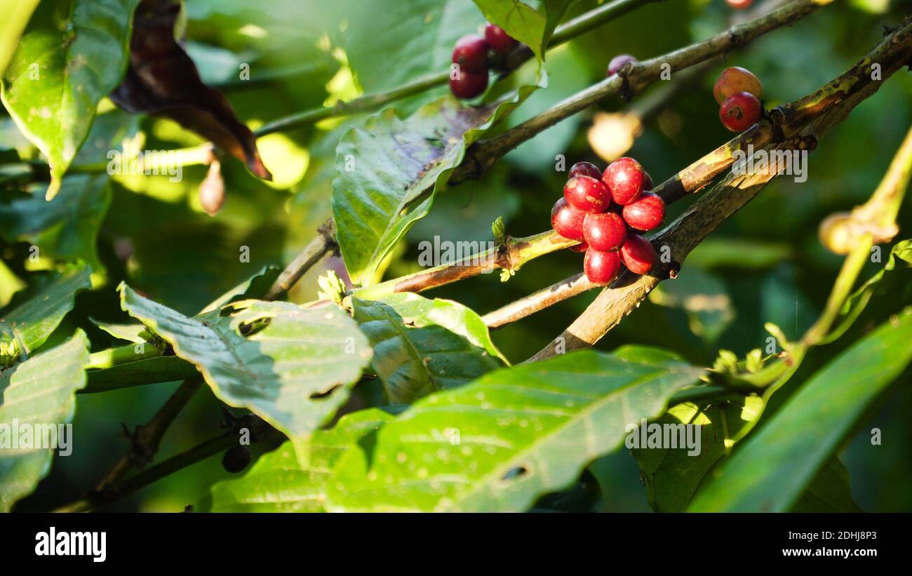 I chicchi di caffè la maturazione sul ramo coffee tree. azienda di caffè e piantagione in Indonesia. rosso di bacche di caffè Foto Stock