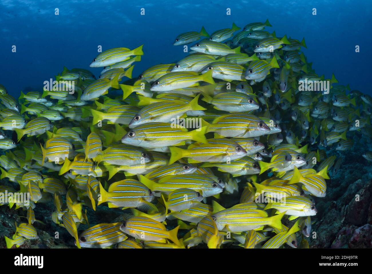 Scuola di Bluestripe Snapper (Lutjanus kasmira). Mondo sottomarino delle Maldive Foto Stock