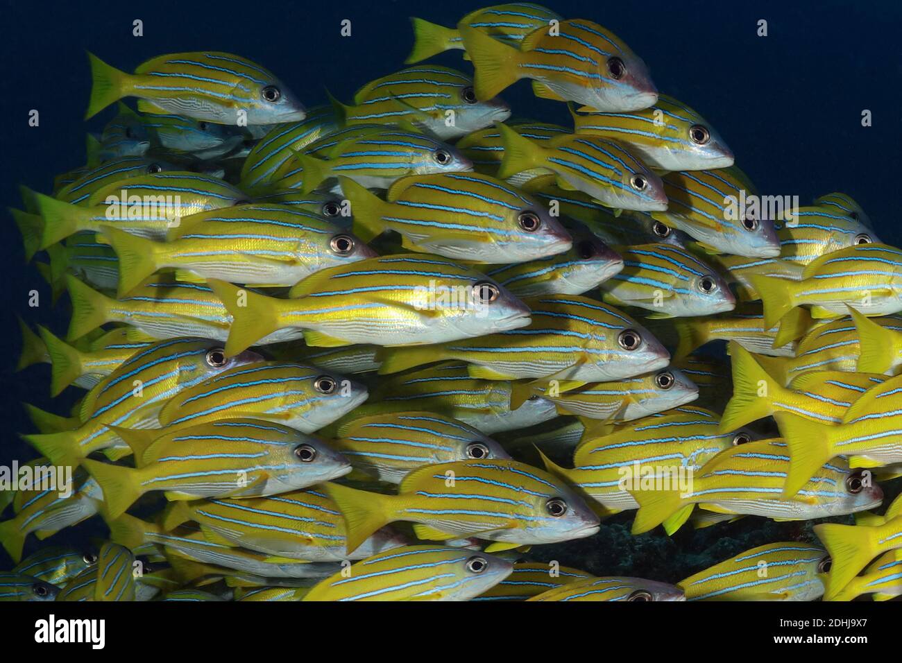 Scuola di Bluestripe Snapper (Lutjanus kasmira). Mondo sottomarino delle Maldive Foto Stock