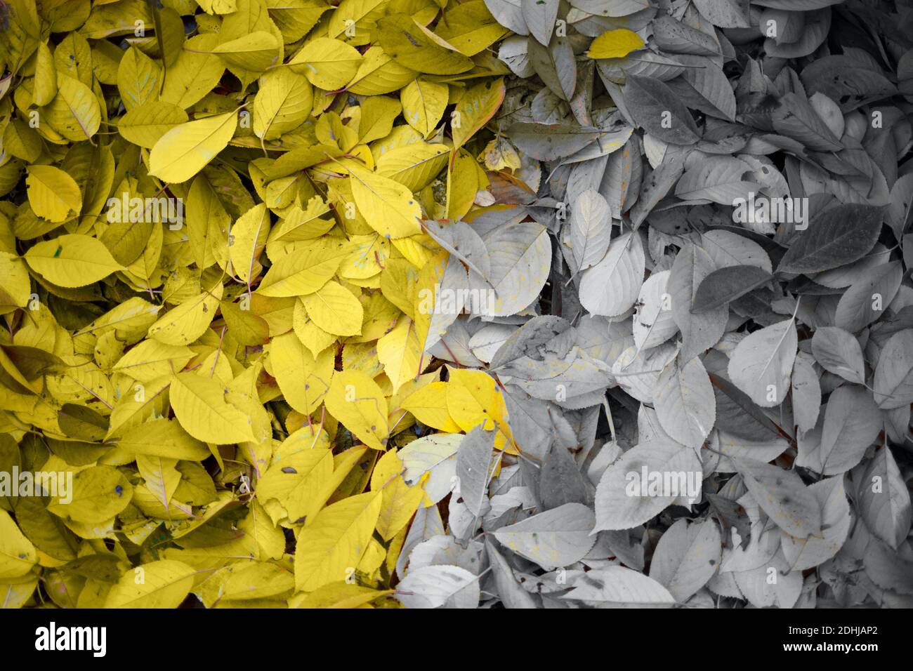 grigio e foglie d'autunno illuminanti. ottimo sfondo per il design. Foto Stock