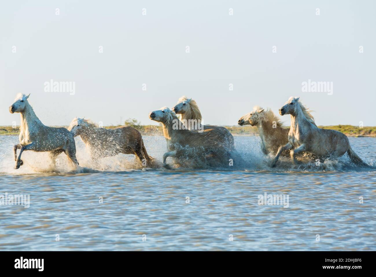 Cavalli bianchi che corrono attraverso l'acqua, la Camargue, Francia Foto Stock